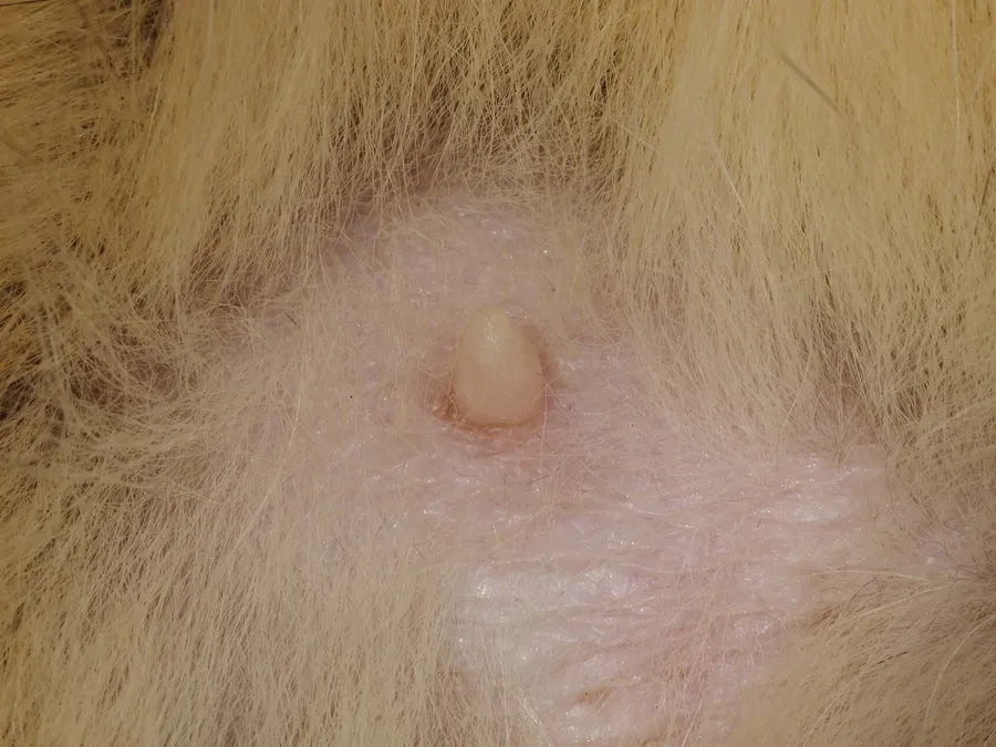 3D Nipple & Areola Tattooing in Melbourne — on location